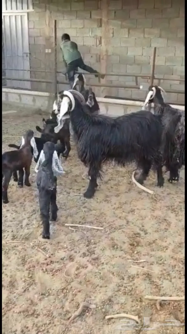 معزا عوارض - فرصة لا تُفوّت! (image 5)