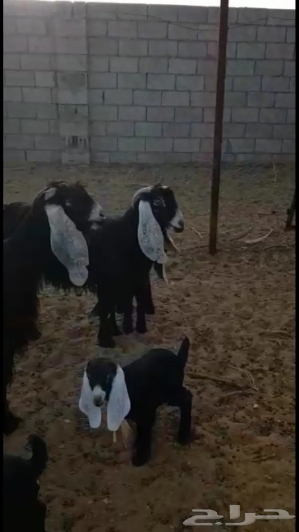 معزا عوارض - فرصة لا تُفوّت! (image 6)