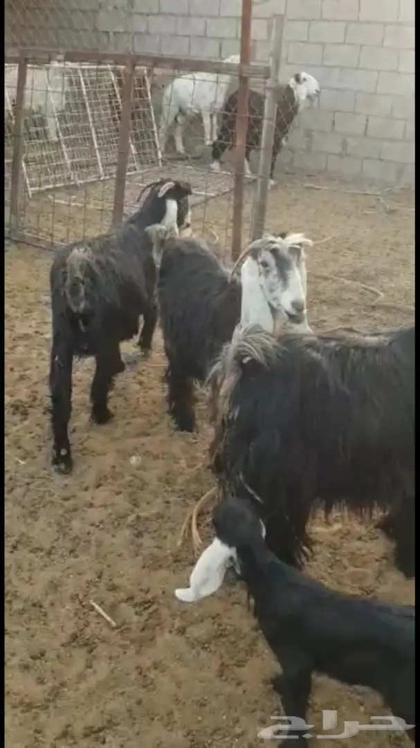 معزا عوارض - فرصة لا تُفوّت! (image 7)