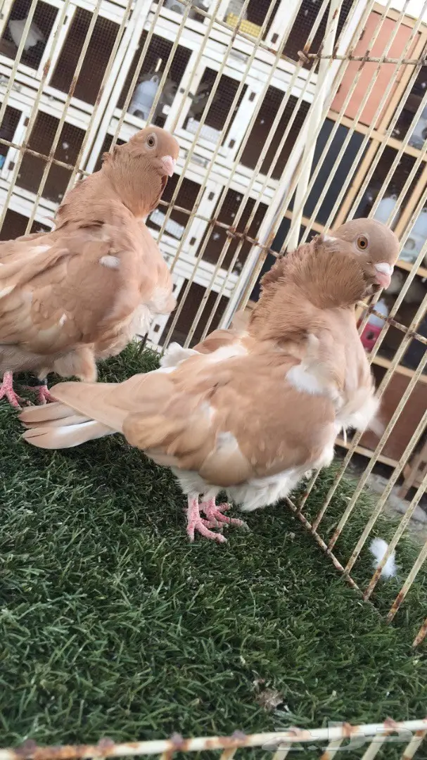 ((جوز كشكش((اوفرات))