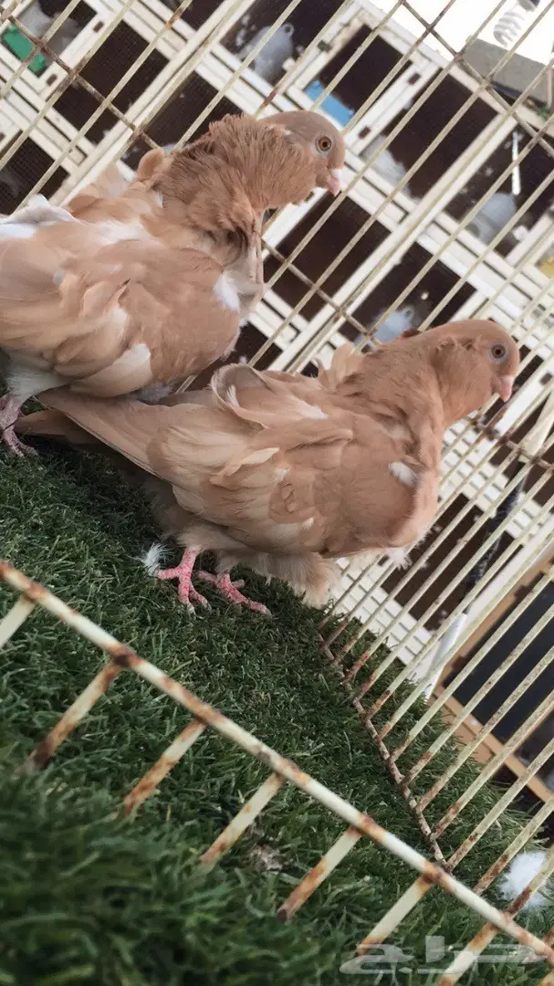 ((جوز كشكش((اوفرات)) (image 1)