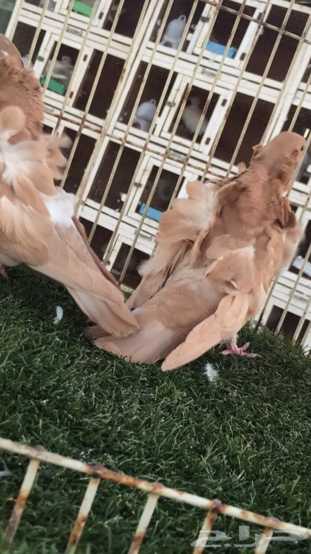 ((جوز كشكش((اوفرات)) (image 2)