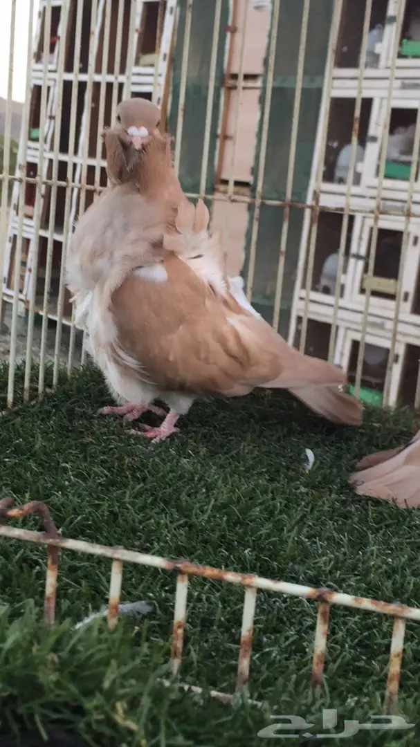 ((جوز كشكش((اوفرات)) (image 3)