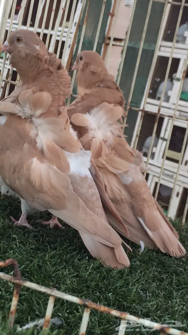 ((جوز كشكش((اوفرات)) (image 4)