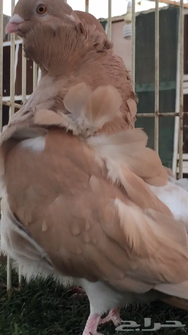 ((جوز كشكش((اوفرات)) (image 5)