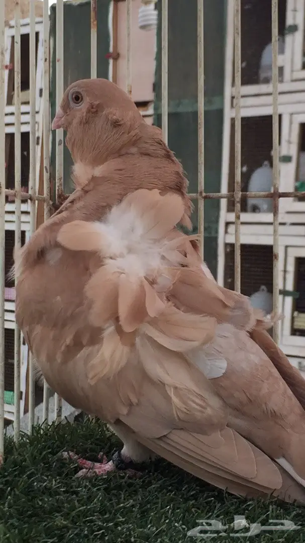 ((جوز كشكش((اوفرات)) (image 6)