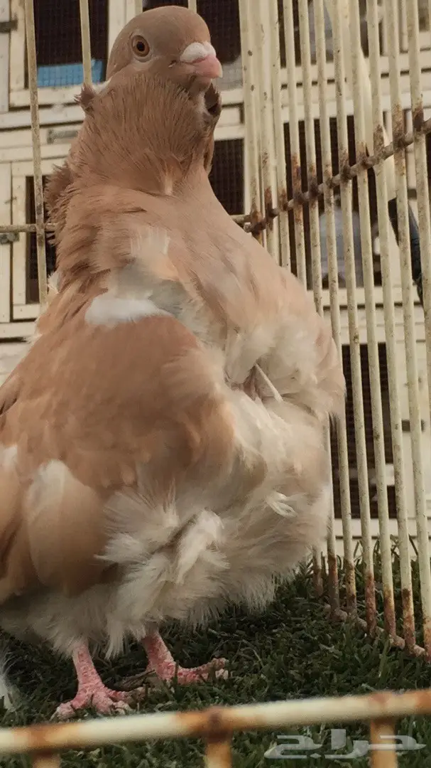 ((جوز كشكش((اوفرات)) (image 7)