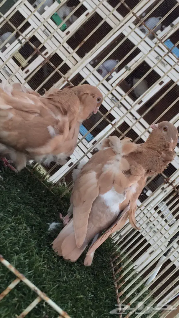 ((جوز كشكش((اوفرات)) (image 8)