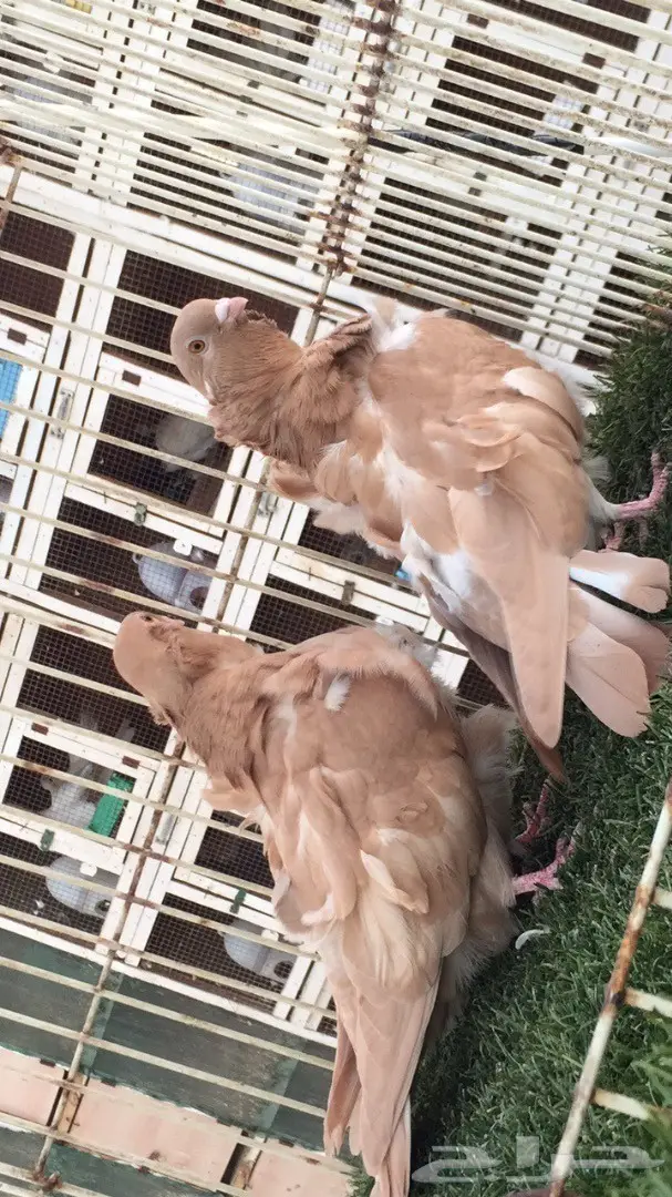 ((جوز كشكش((اوفرات)) (image 9)