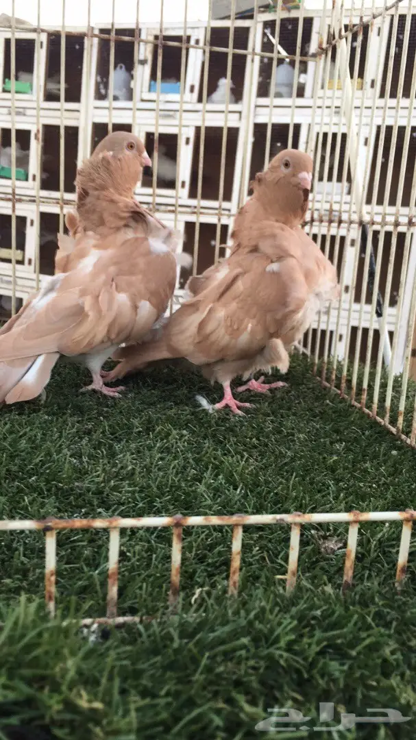 ((جوز كشكش((اوفرات)) (image 10)