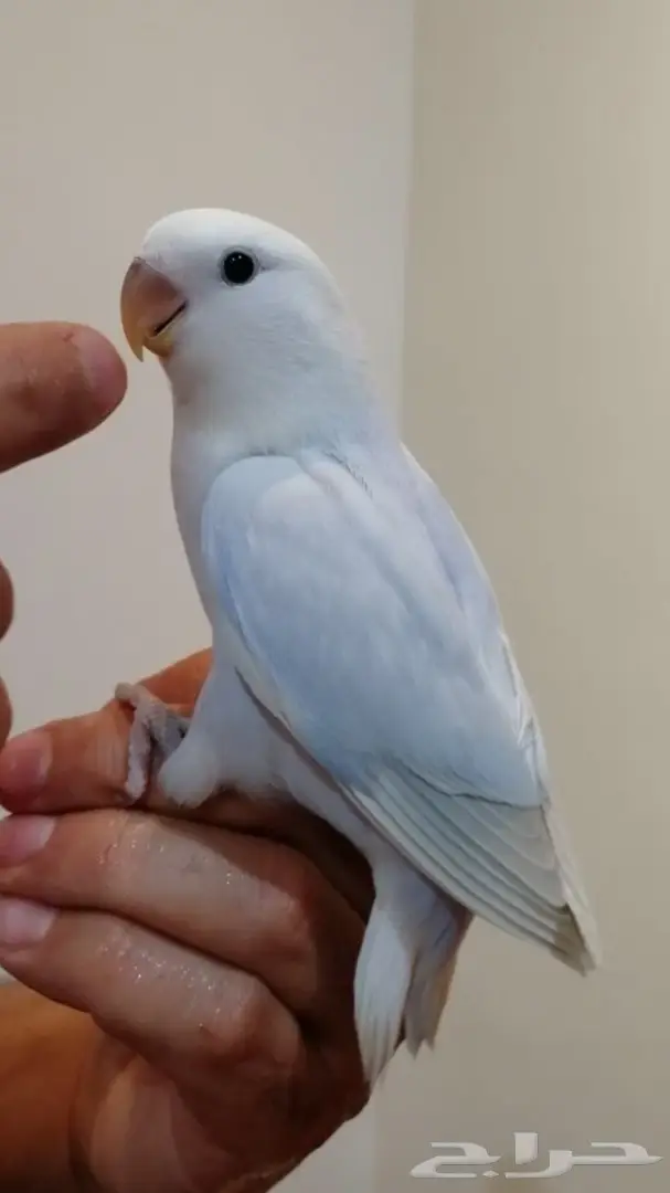 فرخ روز اليف وهدد 