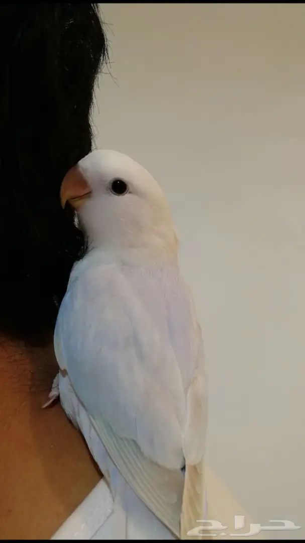 فرخ روز اليف وهدد  (image 2)