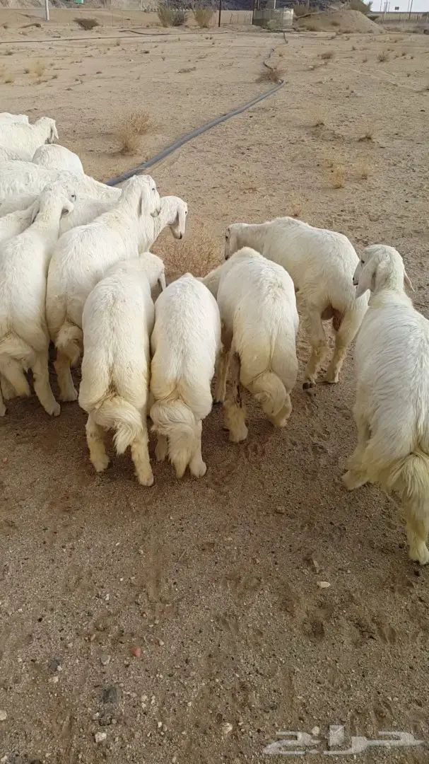 30 خروف (image 1)