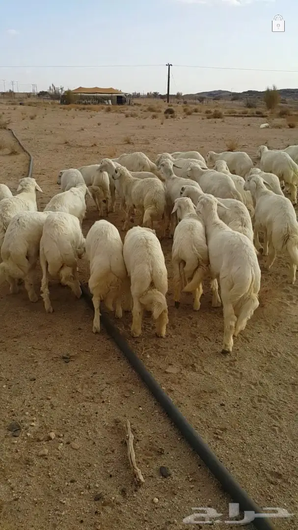 30 خروف (image 3)