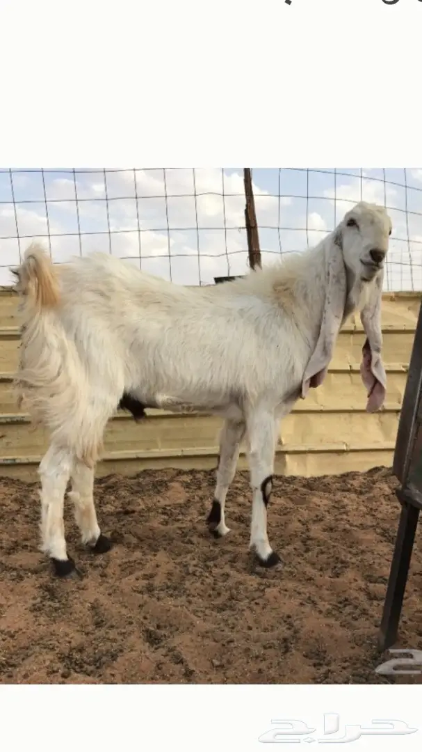 تيس فحل للبيع