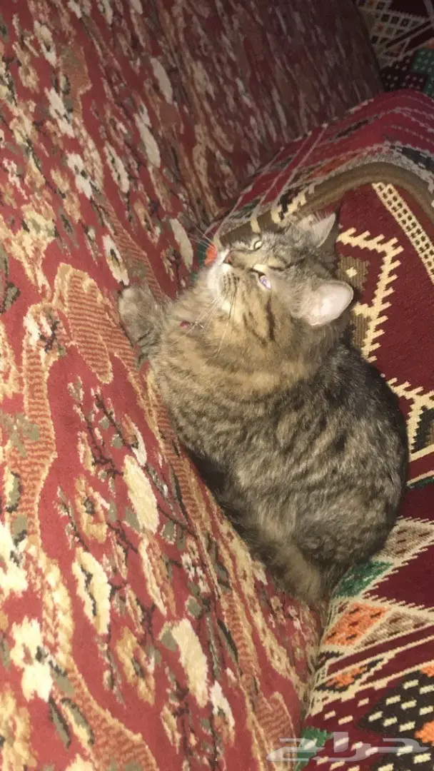 قط شيرازي  عمره 5 شهور انثى  (image 1)