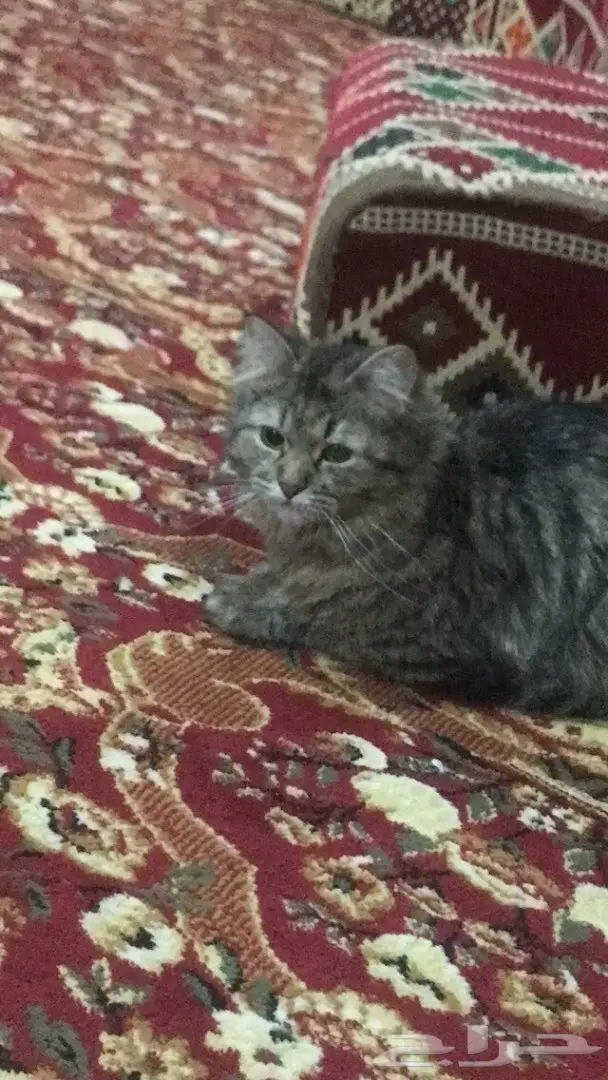 قط شيرازي  عمره 5 شهور انثى  (image 2)