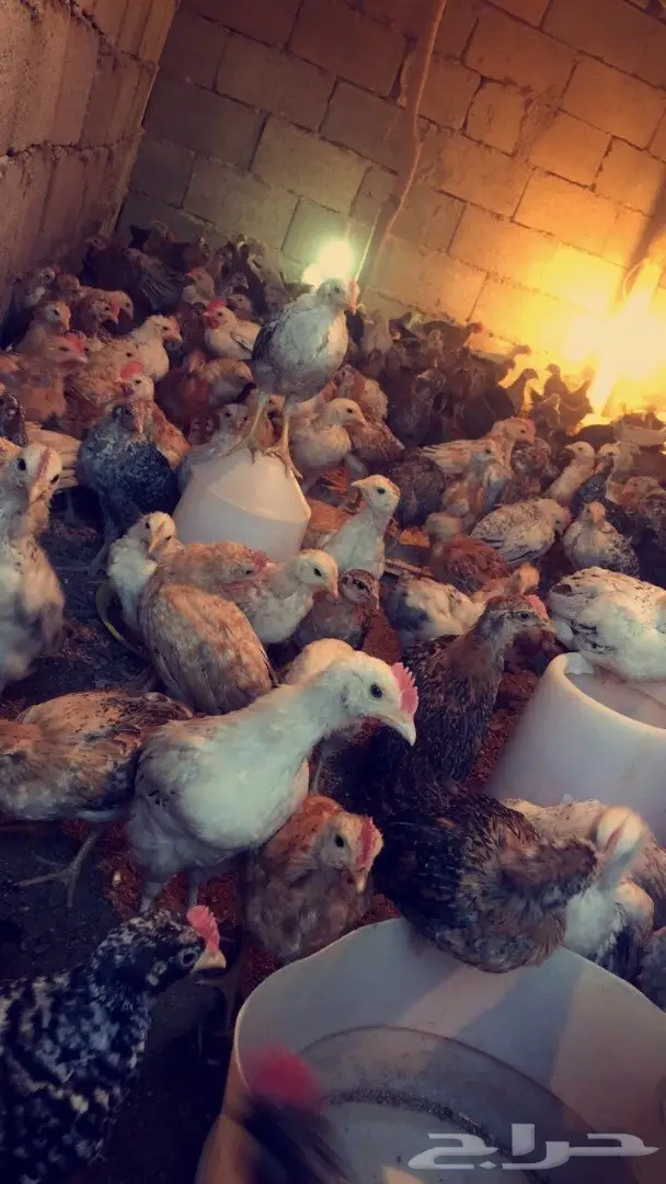 عرض صوص دجاج 