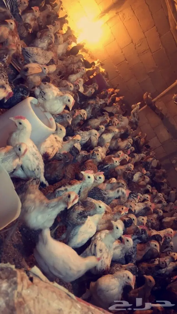 عرض صوص دجاج  (image 1)