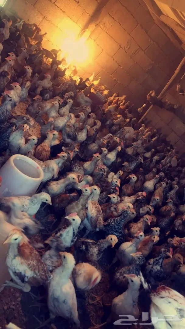 عرض صوص دجاج  (image 2)