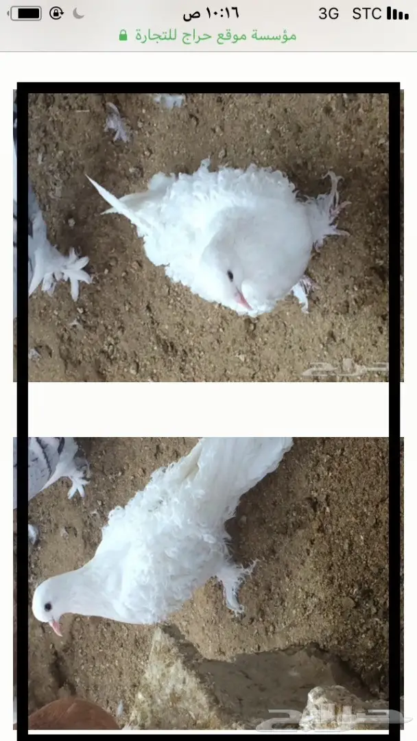 طبة كيرلي( مفتل)