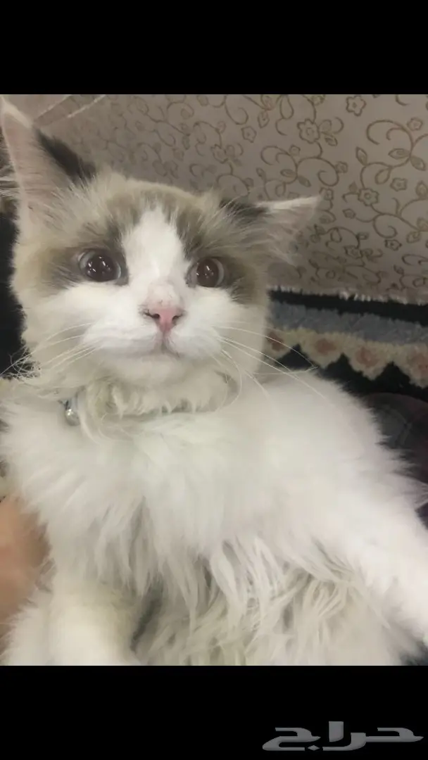 قطه شيرازي  (image 1)