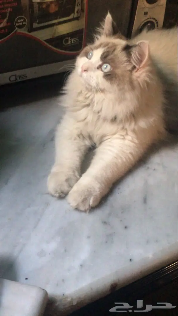 قطه شيرازي  (image 2)