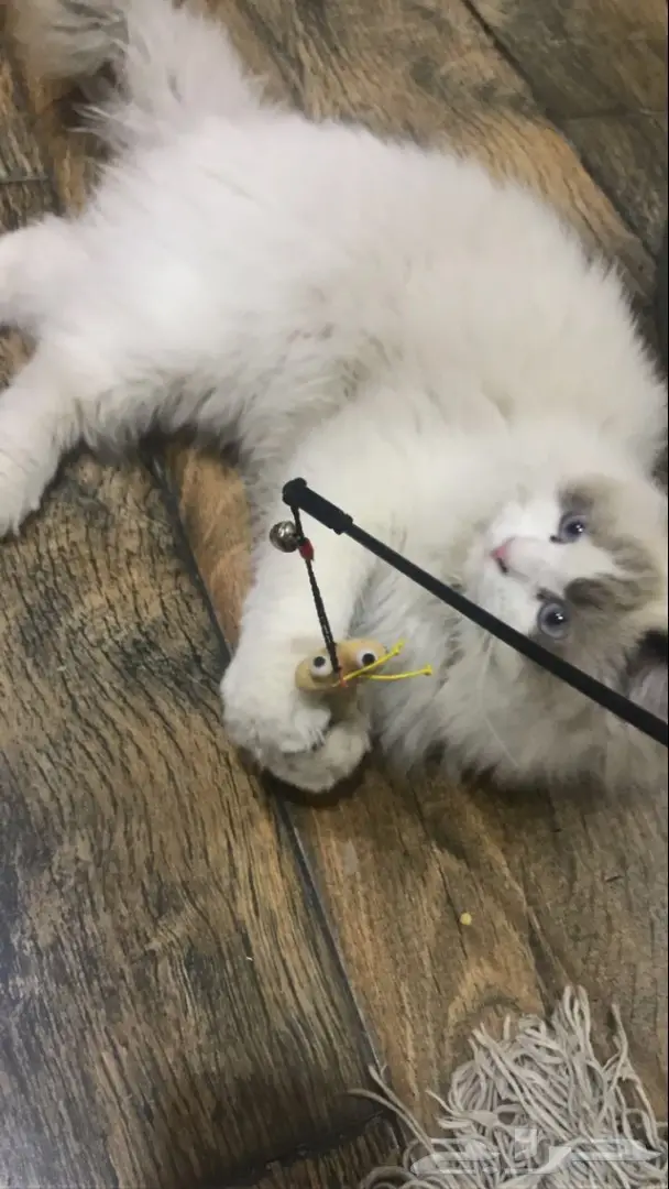 قطه شيرازي  (image 3)