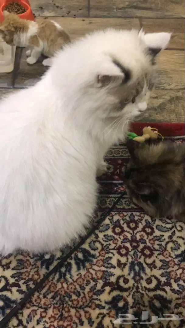 قطه شيرازي  (image 4)