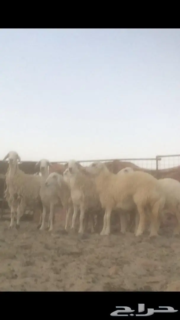 رخال حريه (image 1)