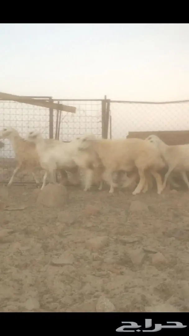 رخال حريه (image 2)