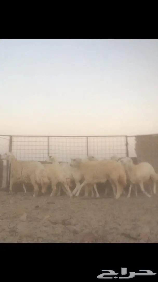 رخال حريه (image 3)