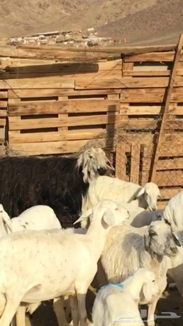 فحل نجدي مشروط وجبر ماشاء الله