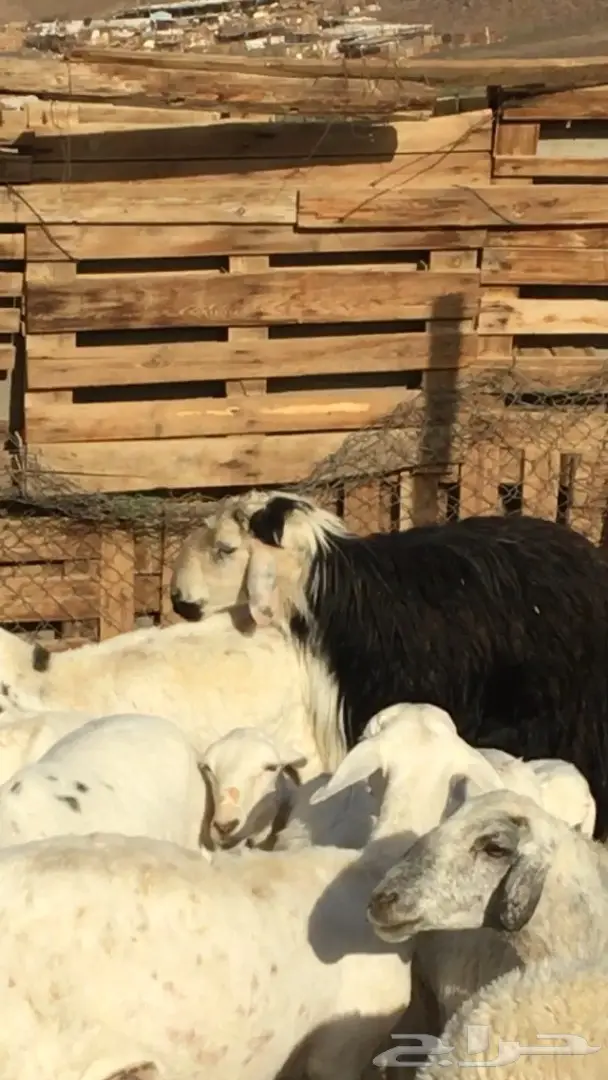 فحل نجدي مشروط وجبر ماشاء الله (image 1)