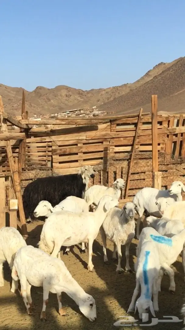 فحل نجدي مشروط وجبر ماشاء الله (image 2)