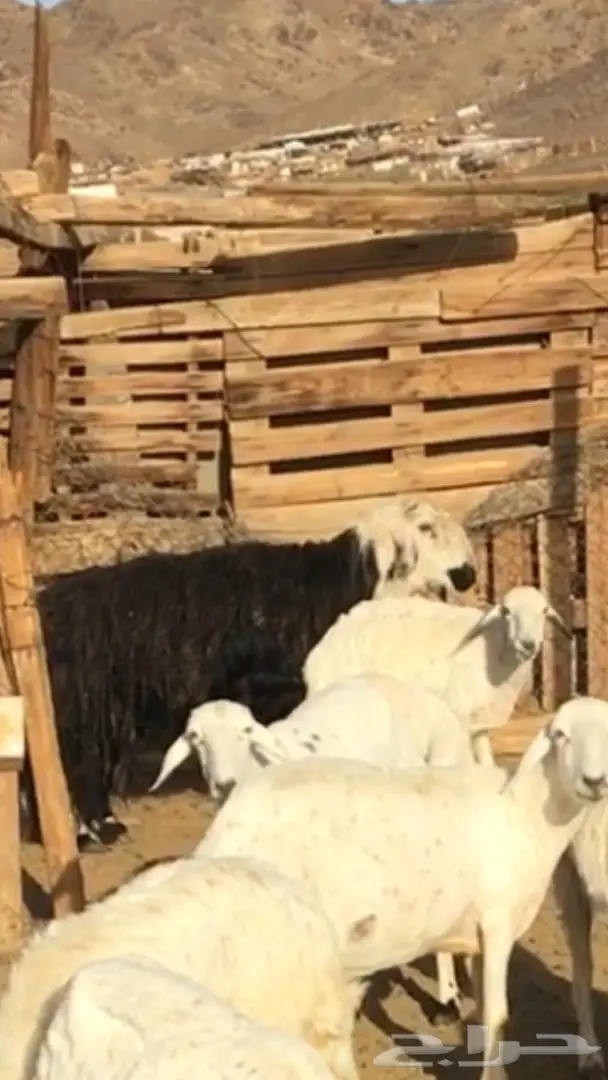 فحل نجدي مشروط وجبر ماشاء الله (image 3)