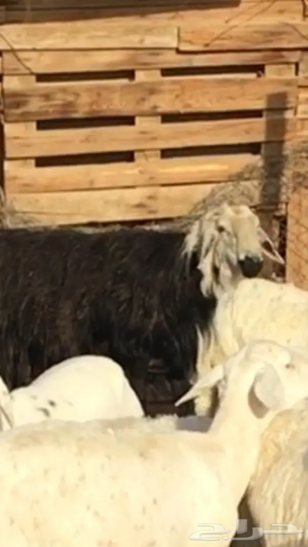 فحل نجدي مشروط وجبر ماشاء الله (image 4)