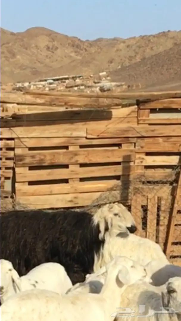 فحل نجدي مشروط وجبر ماشاء الله (image 5)