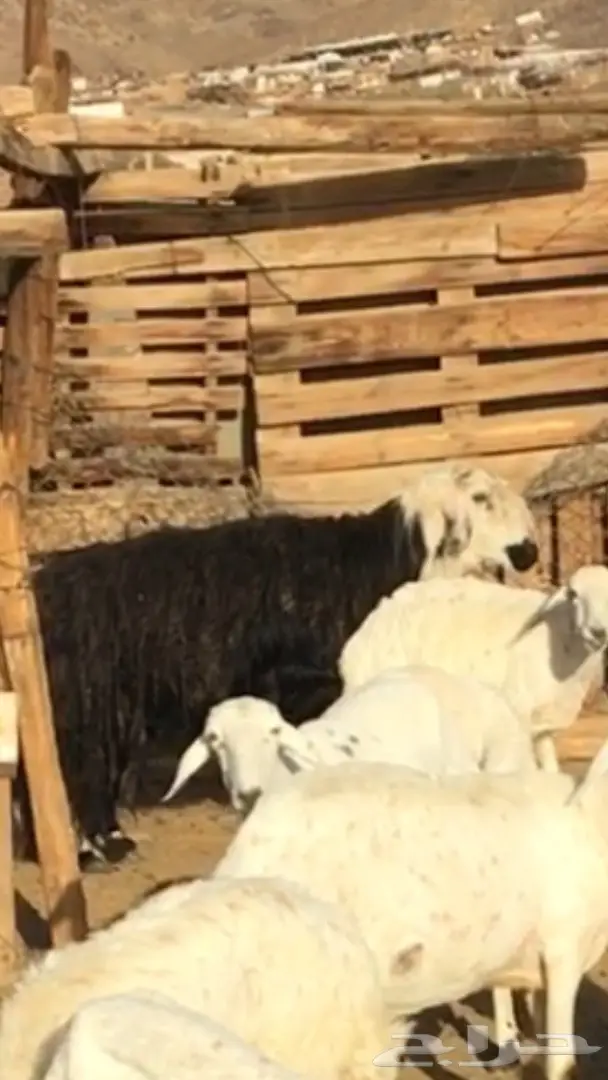 فحل نجدي مشروط وجبر ماشاء الله (image 7)