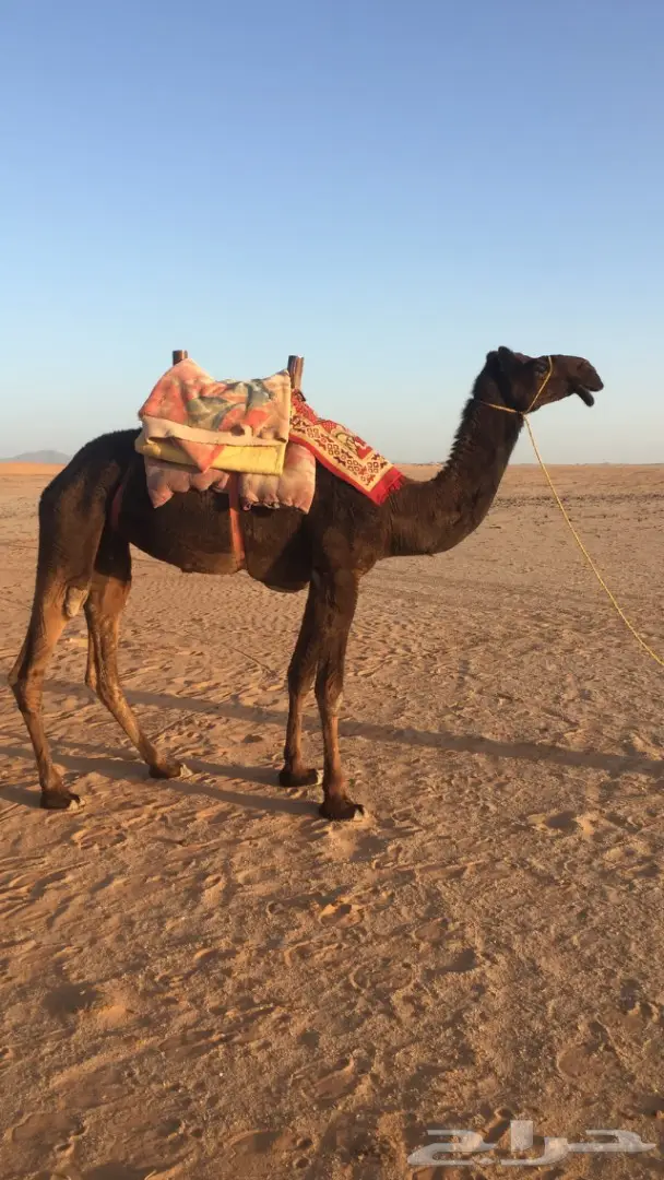 رحول مجهم رباع 