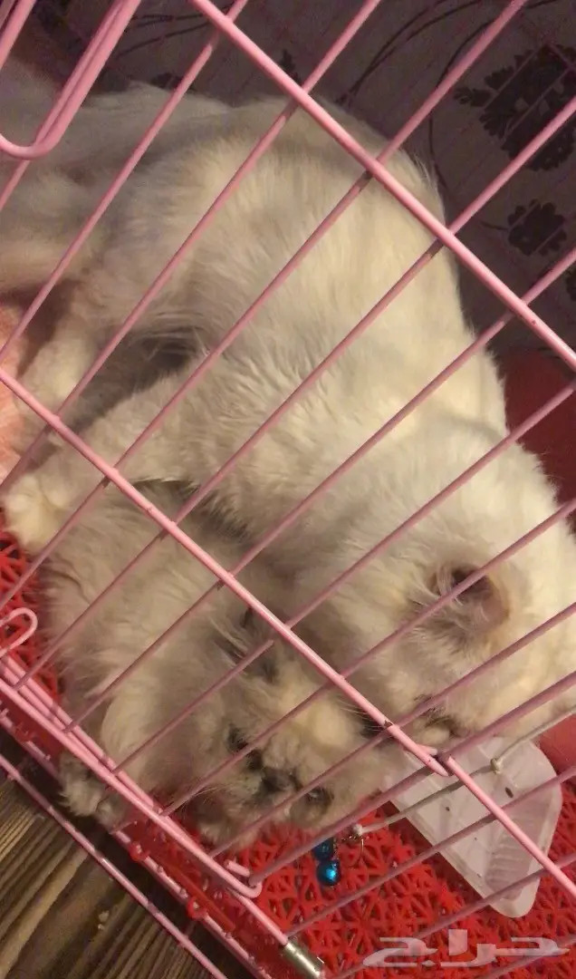 ذكر بيكي فيس للتزاوج  (image 2)