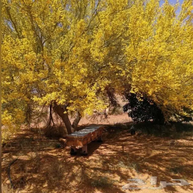 للبيع شتلات اشجار بريه - الرياض  (image 2)