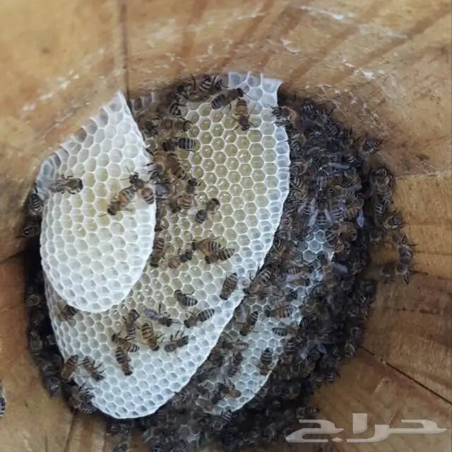 عسل سدر مضمون على الفحص 10 الاف اذا مغشوش  (image 10)