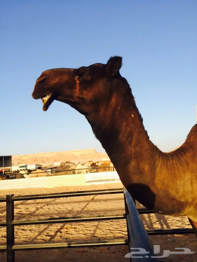 فحل المجاهيم  (image 2)