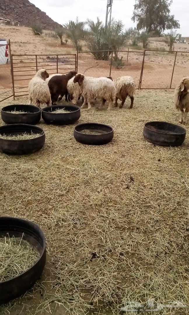 طليان للبيع 