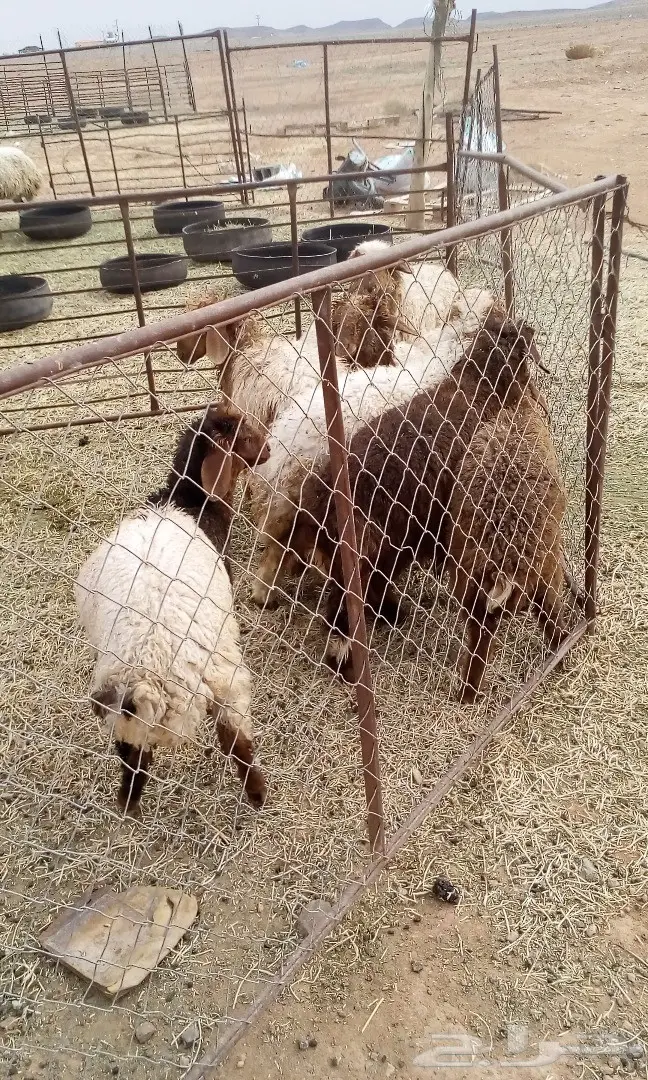 طليان للبيع  (image 1)