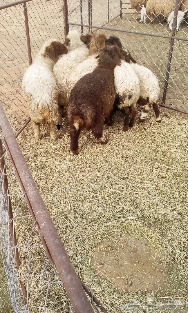 طليان للبيع  (image 2)