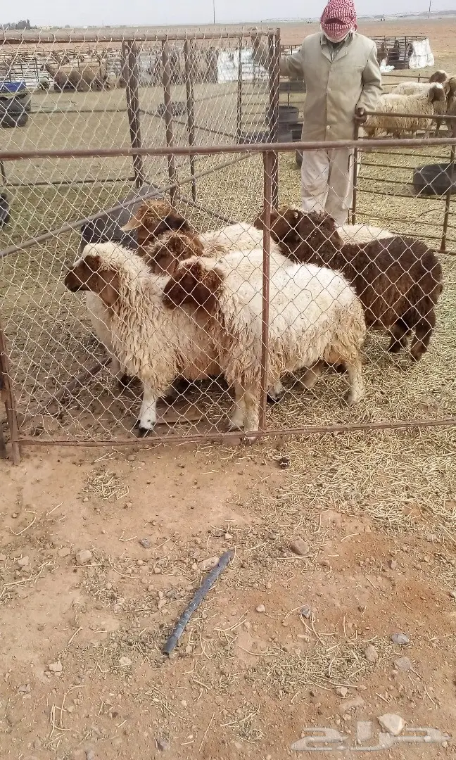 طليان للبيع  (image 3)