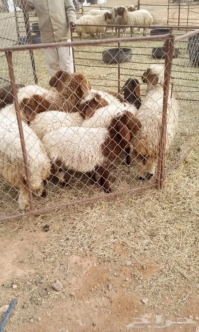 طليان للبيع  (image 4)