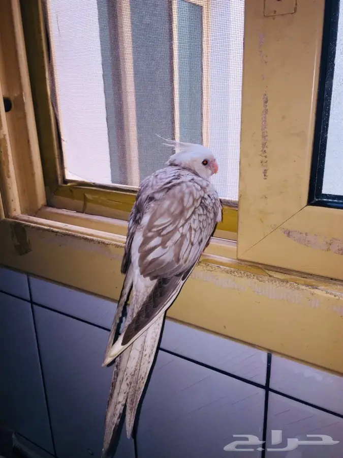 كروان هدد للبيع 